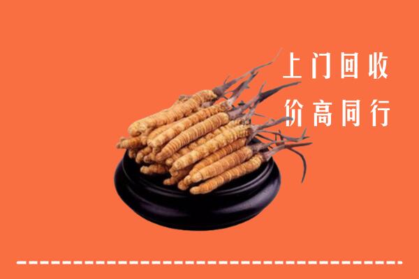 附近收购：鲁甸县冬虫夏草回收多少钱每克